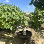 Figovník (Ficus carica) ´BROWN TURKEY´ - EXEMPLÁR  (-20°C) 